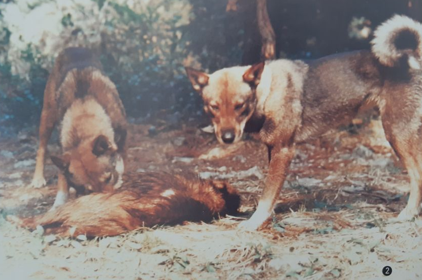 Shikokunkoirien Kystinuria Totta Vai Tarua Shibaloginen Blogi Shikokunkoirien Kystinuria Totta Vai Tarua Shibaloginen Blogi